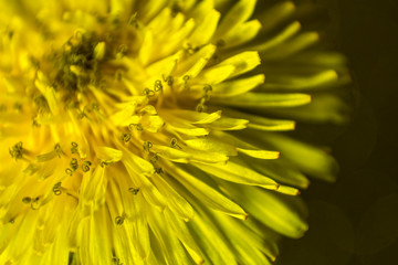 yellow dandelion petals close-up, background
