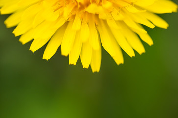 Dandelion clock in morning sun.