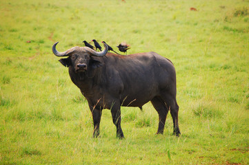 Water Buffalo Uganda