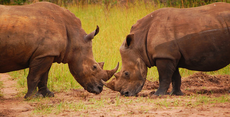 Fototapeta premium Rhinos Uganda