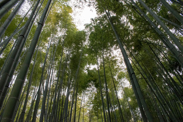 Fototapeta na wymiar Lush Green bamboo trees for backgrounds