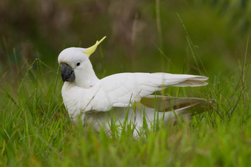 Cockatoo in the Grass