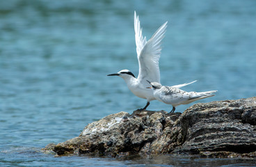 Fototapeta na wymiar Beautiful birds Black-naped Tern in the breeding season