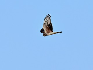 青空バックに餌を探しながら飛ぶハイイロチュウヒ　メスの飛翔シーン