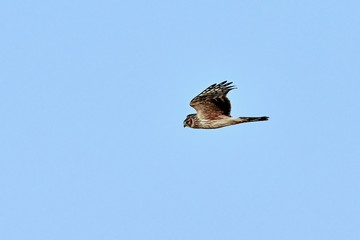 青空バックに悠然と飛ぶハイイロチュウヒ　メスの飛翔シーン