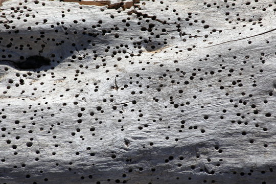 Tronco tarlato