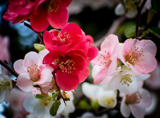 Beautiful Plum Blossom &ndash; Ume flower in Spring