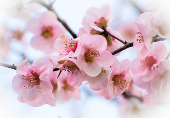 Beautiful Plum Blossom – Ume flower in Spring