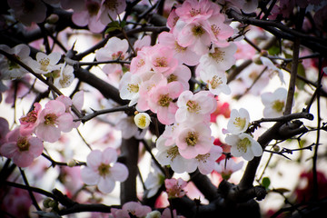 Fototapeta na wymiar Beautiful Plum Blossom – Ume flower in Spring