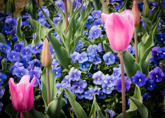 Beautiful Tulip flower in Spring