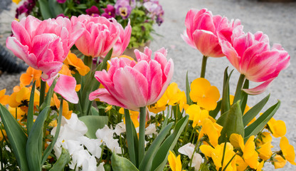 Beautiful Tulip flower in Spring