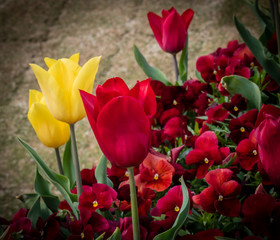 Beautiful Tulip flower in Spring