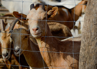 cows in a farm