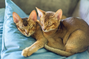Two abyssinian kittens sleeping on a blue velvet pillow	