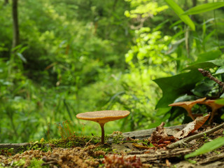 森と小さなキノコ