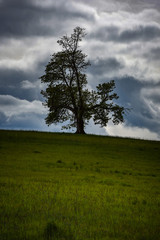 lonely tree on a hill