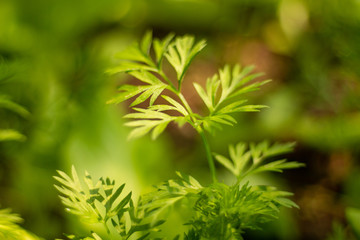 plante potager vert nature légumes