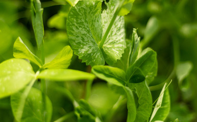 plante potager vert nature légumes