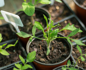 plante potager vert nature légumes