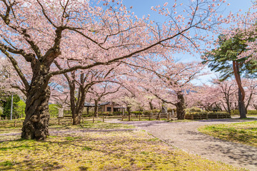 Obraz premium spring in the park