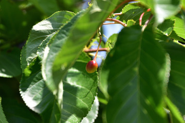 サクランボ (Cherry)