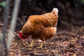 free-range chicken
