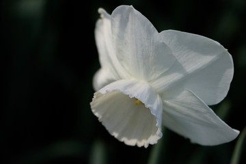 Fototapeta na wymiar Close-up Of White Flower Blooming Outdoors
