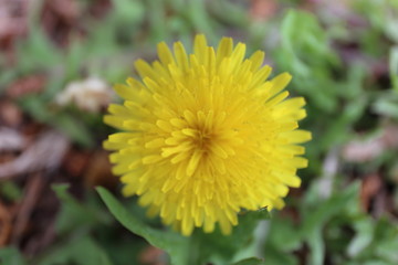 dandelion