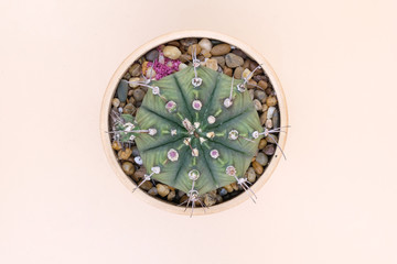 Spike plant in potted on background, cactus isolated