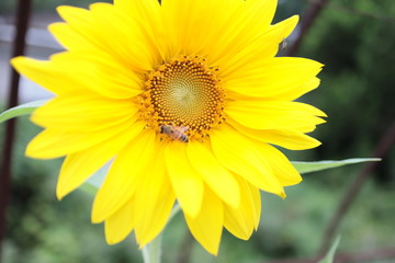 Fototapeta premium sunflower and bee