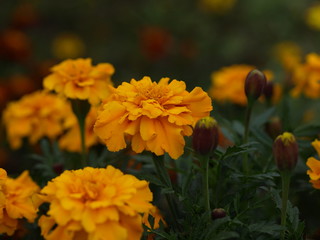 Orangene Blume mit dunkelgrünen Blättern
