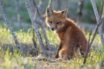 Red fox kit (Vulpes vulpes)