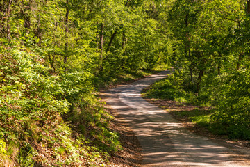 Naklejka premium Fresh spring green in the Monticolo forest in the municipality of Appiano in Italian South Tyrol.