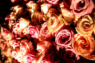 Rosas rosas y blancas juntas