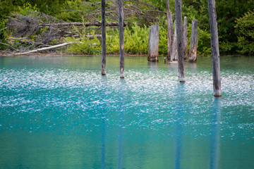 初夏の青い池　美瑛町