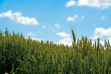 緑のムギの穂と青空