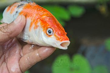 Dead orange and white carf fish in hand