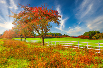 Green meadow and Collection of Beautiful Colorful Autumn Leaves / green, yellow, orange, red in japan