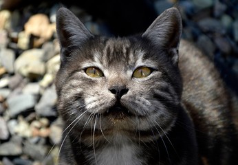 Portrait of 1 year old black cat with gray stripes and yellow eyes