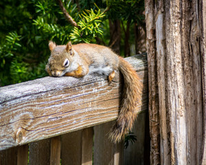 Little red squirrel taking a nap after a lunch of sunflower seeds. © Nick