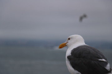 Seagull