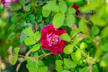 rose / 真紅のフリル咲きのバラ カーディナルヒューム 
/カーディナルフューム - Cardinal Hume シュラブ モダンローズ
