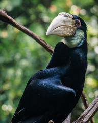 close up of a black hornbill