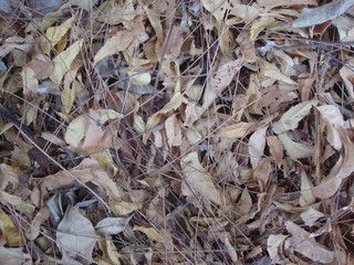 Hojas secas sobre el suelo en otoño