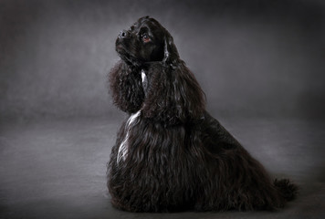 Black dog american cocker spaniel