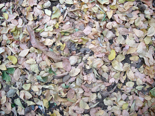 Hojas secas sobre el suelo en otoño