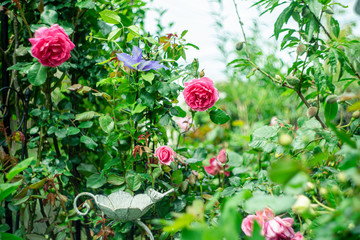 rose / 大型の強健なつるバラ パレード /つるバラ/クラインミングローズ/モダンローズ