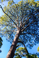 Árbol exótico visto desde abajo