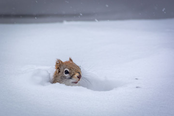 Red squirrel playing peek-a-book in the snow