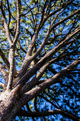 Vista de &aacute;rbol desde abajo